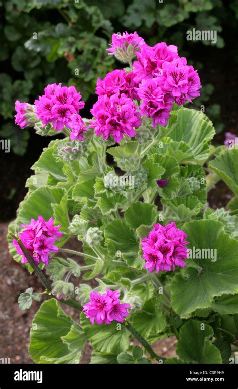 Hooded-Leaf Pelargonium, Tree Pelargonium or Wilde Malva, Pelargonium ...