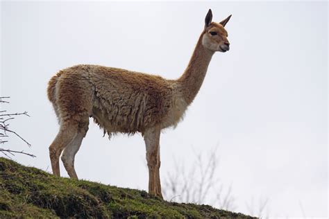 Free Images : wildlife, fauna, llama, animals, vertebrate, south ...