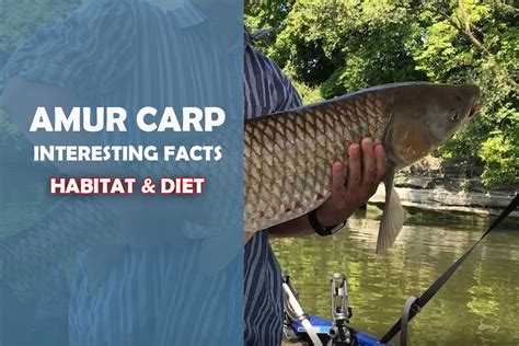 What Is An Amur Carp? Everything You Need To Know - Fishing Tackle Setup Tips & Guides