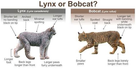 Bobcat Vs Lynx