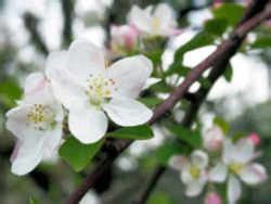 Arkansas State Flower or Floral Emblem: Apple Blossom