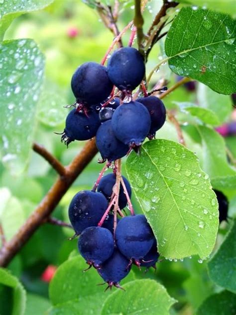 Saskatoon Berries - Someday, when I have a house, I will plant saskatoon bushes. They are by far ...