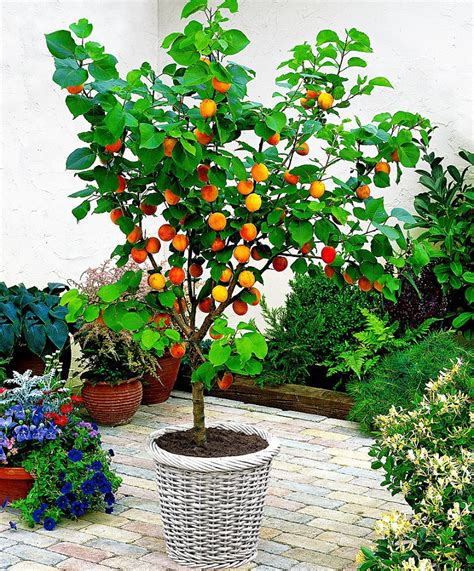 Abricotier nain Prunus armeniaca Bakker - Arbre Fruitier Bakker - Iziva.com