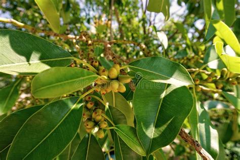 Moreton Bay Fig stock photo. Image of moreton, tree, leaves - 1319794