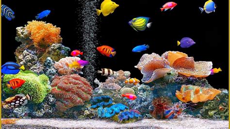 3d Animated Fish Wallpaper