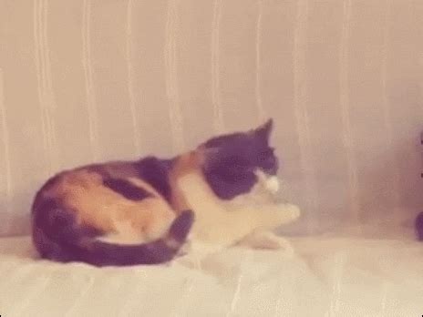 Mad Cat GIF - Find & Share on GIPHY