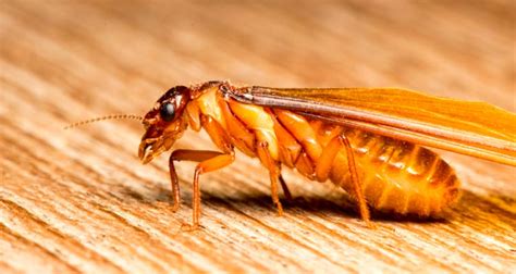 Flying Termites in Your House: How to Identify Winged Termites