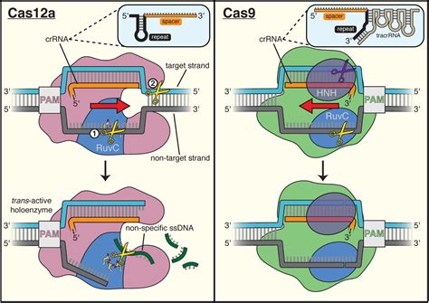 Dna Oligonucleotides | Integrated Dna Technologies | Bioz