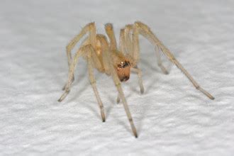 Yellow Sac Spider Bite : Biological Science Picture Directory – Pulpbits.net