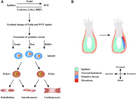 Embryonic Stem Cell Diagram