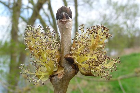 Fraxinus excelsior (Ash) male flowers | Some Ash trees have … | Flickr