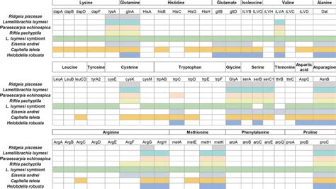 The presence and absence of key amino acid biosynthesis genes in... | Download Scientific Diagram