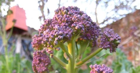 Its Time to Harvest the Purple Sprouting Broccoli! (Part 2) | Grow Your ...