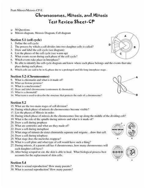 Cells Alive Meiosis Worksheet Answers