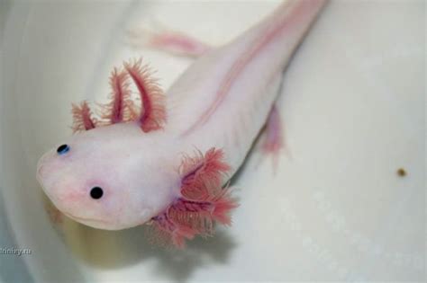 Axolotl. Smiling pets :) (44 pics)