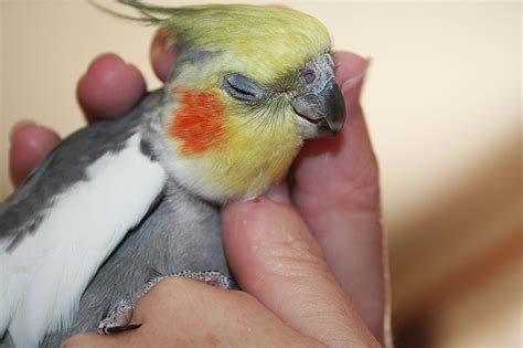 Quiet Corner:How to Take Care of a Cockatiel - Quiet Corner