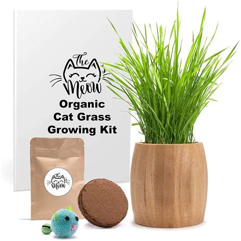 The Best Cat Grass Kits, Cat Grass Seeds and Pre- grown Cat Grass - Cat Vet Info