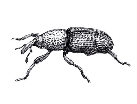 Rice Weevil | Cook's Pest Control