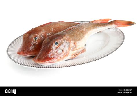 plate with two tub gurnard isolated on white with clipping path Stock Photo - Alamy