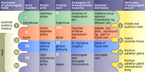 Branchial Arches Mnemonics usmle step 1 - USMLE MATERIALS | Updated ...