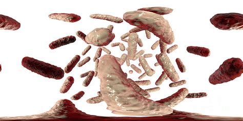 Enterobacteriaceae Bacteria Photograph by Kateryna Kon/science Photo Library - Pixels