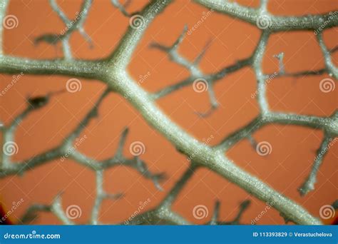 Veins from Plant Leaf Under Microscope Stock Image - Image of details ...