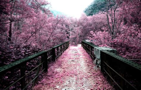 Japanese Pink Tree Desktop Wallpapers - Wallpaper Cave