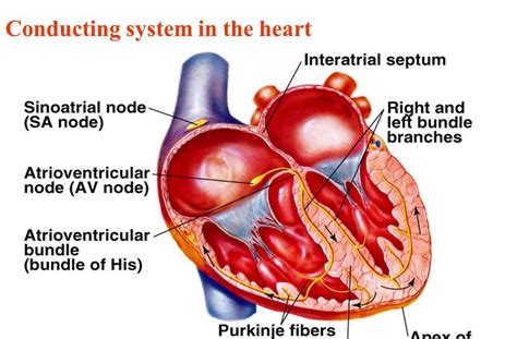 Human&Animal Anatomy and Physiology Diagrams: Diagram of Conducting System in the Heart ...