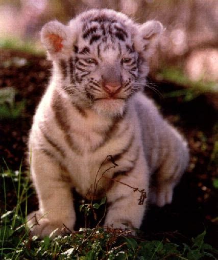 Tiger cub - Animal Cubs Photo (31306839) - Fanpop