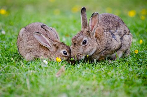 Rabbit Fact Sheet | Blog | Nature | PBS