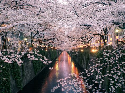 Everything to Know About Japan's Cherry Blossom Festivals