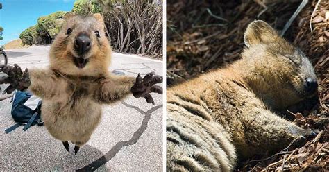 Quokkas Are The Happiest Animals In The World | Cute animals with funny captions, Cute animals ...