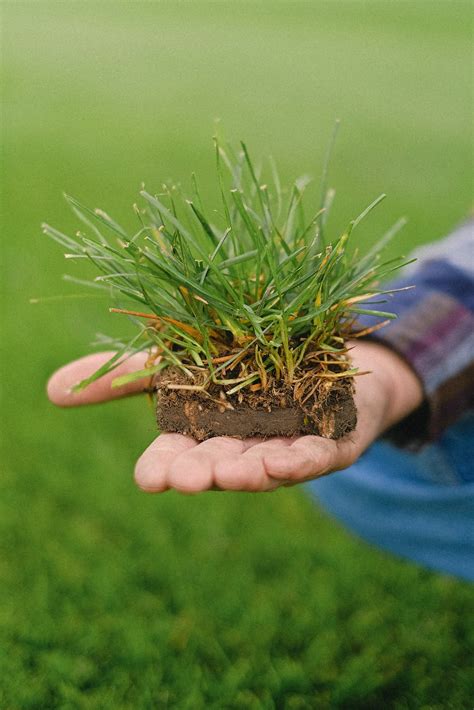 Ensuring Perfection: A Step-by-Step Artificial Turf Maintenance Schedule - Phoenix Turf