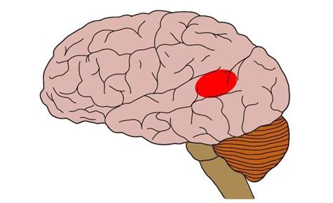 2-Minute Neuroscience: Wernicke's area