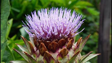 How to SAVE ARTICHOKE Seeds | Garden Vlog - YouTube