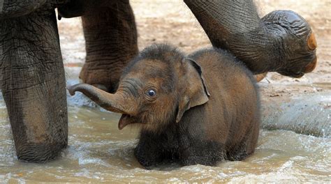 Baby Animals and Their Moms (Because It’s Mother’s Day) - The Atlantic