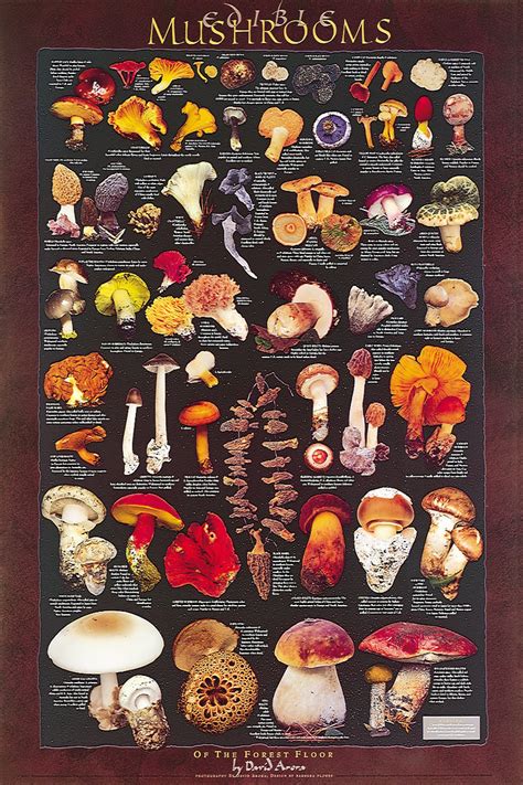 Typography – Page 2 – Far West Fungi