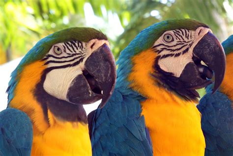 Free photo: Parrots Macaws - Birds, Blue, Colorful - Free Download - Jooinn