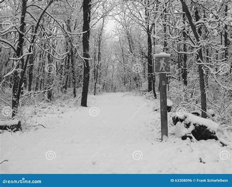 Snow Covered Hiking Trail in Forest Stock Photo - Image of walking, parking: 63308096