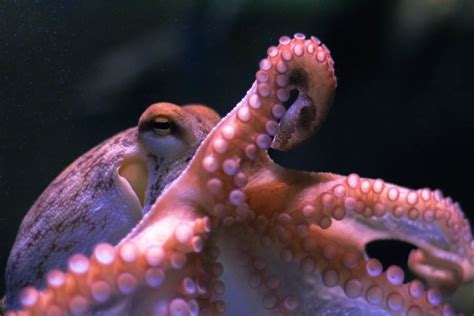 Pet Octopus Care Guide - Diet, Breeding & More » Petsoid