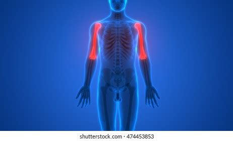 Human Skeleton Bones Anatomy Humerus Bones Stock Illustration 474453853 | Shutterstock