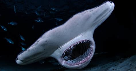 10 Cutest Sharks (One is as Big as a School Bus!) - IMP WORLD