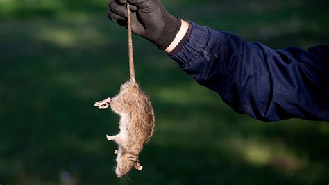 Rat Poop: Identification, Precautions & Safe Clean Up - Pest Brigade