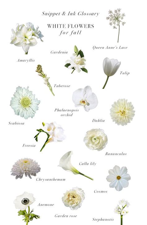 White Flowers for Fall Weddings :: Snippet & Ink Glossary | Flower ...