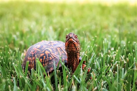 10 Types of Turtles That Make Great Pets