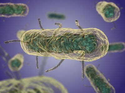 Yersinia Pestis (Pathogenesis) - microbewiki