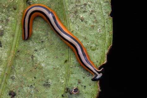 14 Facts About Planarian - Facts.net