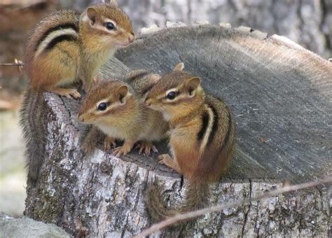 Baby chipmunks by carvenaked on DeviantArt