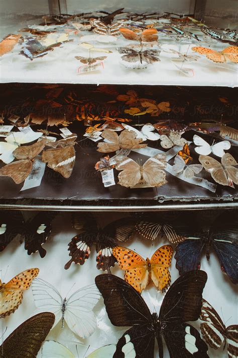 "Butterfly Specimen Collection." by Stocksy Contributor "Pansfun Images" - Stocksy