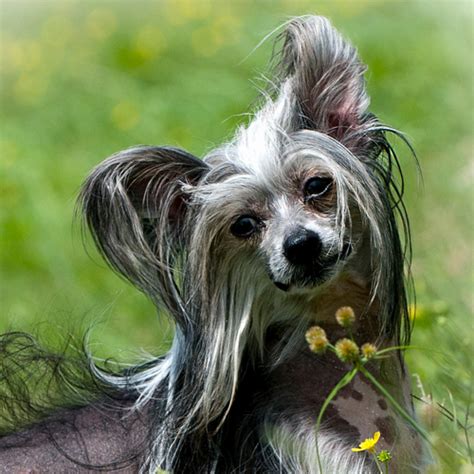 Chinese Crested grooming, bathing and care | Espree